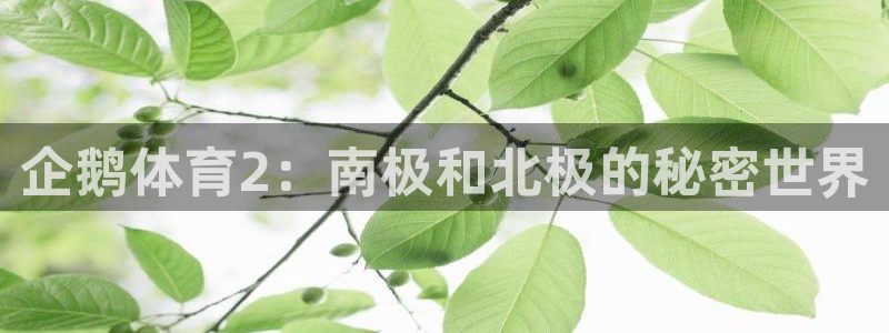 杏悦4登录：企鹅体育2：南极和北极的秘密世界